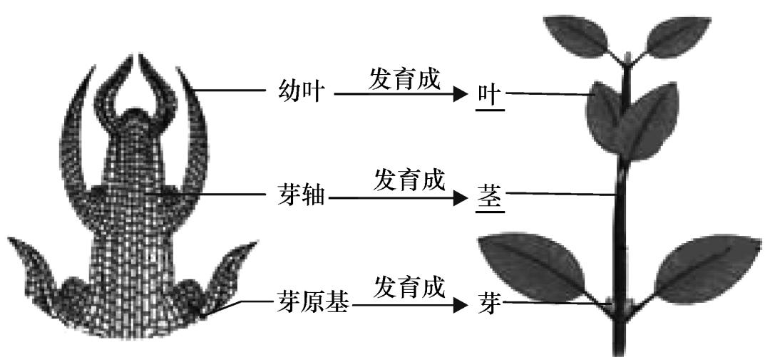 每天一道初中生物题目怎么样(破解！绿色植物的惊人生物圈任务你绝对想不到！)