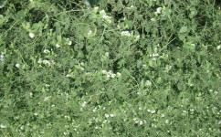 植物有哪些学习方法(常见的植物学习方法)